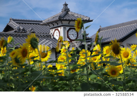 Wild gold and sunflower Wild gold and sunflower 32588534