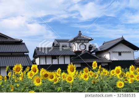 Wild gold and sunflower Wild gold and sunflower 32588535