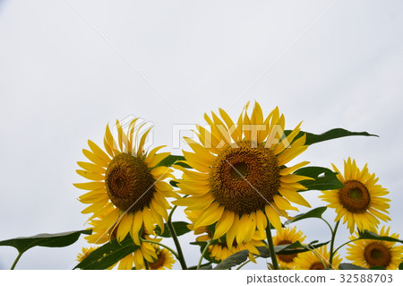 sunflower sunflower 32588703