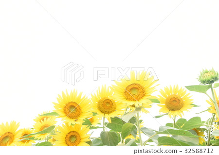 sunflower sunflower 32588712