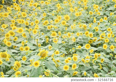 sunflower sunflower 32588716