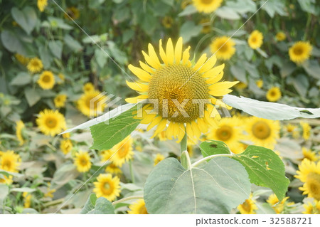 sunflower sunflower 32588721