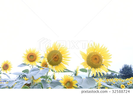 sunflower sunflower 32588724