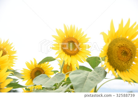 sunflower sunflower 32588739