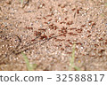 Poisoned ant 32588817