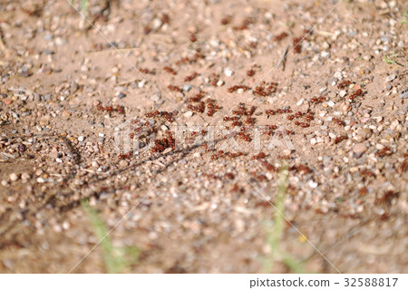 Poisoned ant 32588817