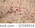 Poisoned ant 32588818