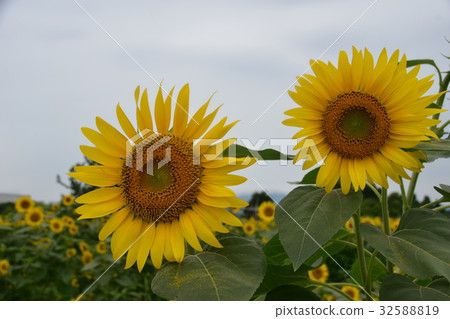 sunflower sunflower 32588819