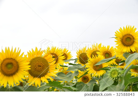 sunflower sunflower 32588843