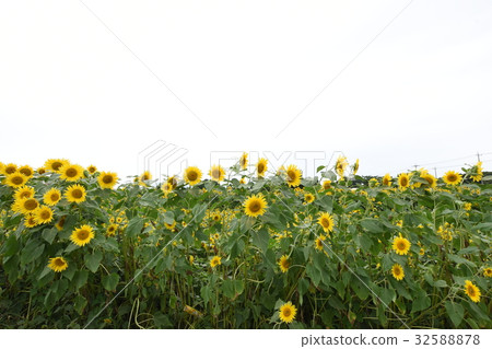 sunflower sunflower 32588878