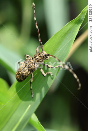 Creatures insects Naga gomakami kamikiri, elegant color living beetle. It will not be noticeable if it stops on a tree ... Creatures insects Naga gomakami kamikiri, elegant color living beetle. It will not be noticeable if it stops on a tree ... 32588939