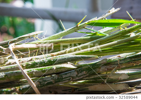 Rattan palm raw food . 32589044