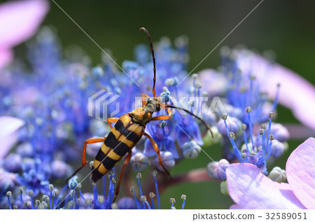 Yotsusujihana long beetles 32589051