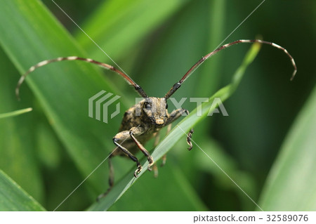 Creatures Insect Naga Gomakh Kamikiri, Is the front face like Ibex? 32589076
