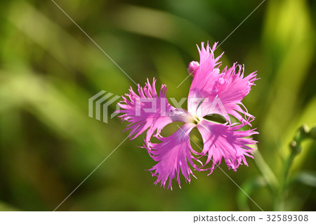 Kawarana Dessico (Kawahara Sakiko) Kawarana Dessico (Kawahara Sakiko) 32589308