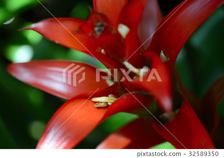 70098 Gumsmania 70098 Gumsmania 32589350