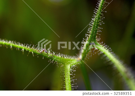 70099 Mewsengoke 32589351