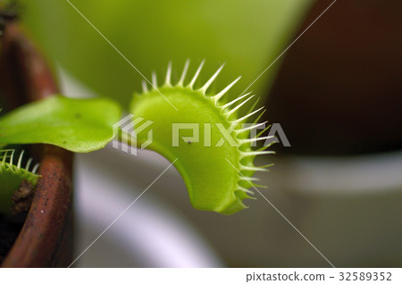 70100炒飯 32589352