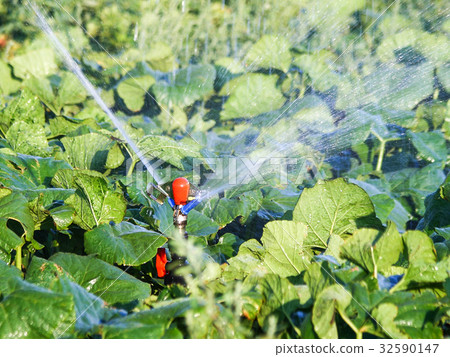 Irrigation system in function watering plants 32590147