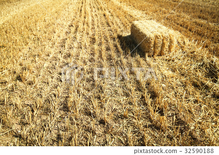 Bales of starw in a field Bales of starw in a field 32590188