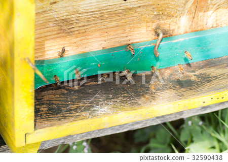 Bee with pollen that enter in the hive 32590438
