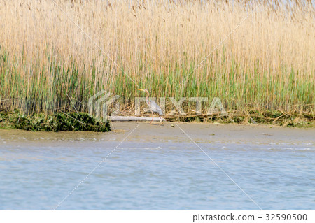 Purple heron close up.Po river lagoon 32590500