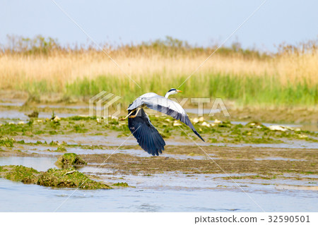 Grey heron close up 32590501