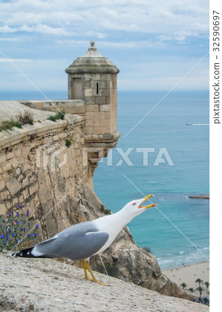 Screaming seagull near the ancient castle Screaming seagull near the ancient castle 32590697