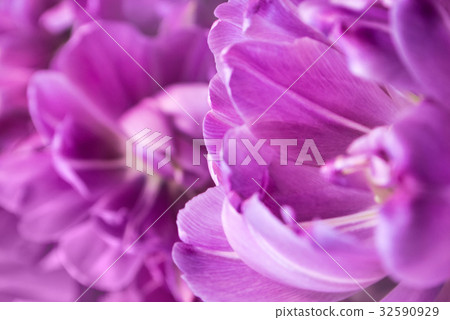 Close-up of violet tulip petals, a blurred floral Close-up of violet tulip petals, a blurred floral 32590929