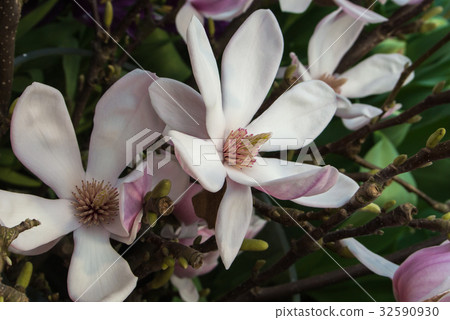 Close-up of pink magnolia flower on a brunch Close-up of pink magnolia flower on a brunch 32590930