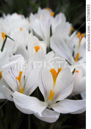 Close-up of lush vibrant white crocuses Close-up of lush vibrant white crocuses 32590935