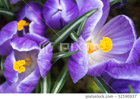 Close-up of lush vibrant violet crocuses Close-up of lush vibrant violet crocuses 32590937