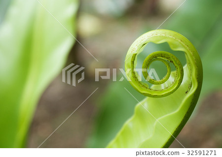 Unfurling Fern Tip Unfurling Fern Tip 32591271