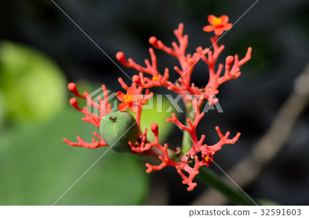 70119 Coral Aburagiri 32591603