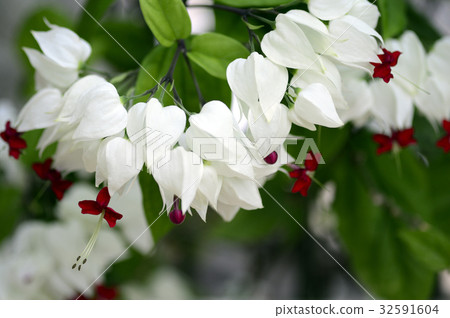 70120 Genpeikers 70120 Genpeikers 32591604