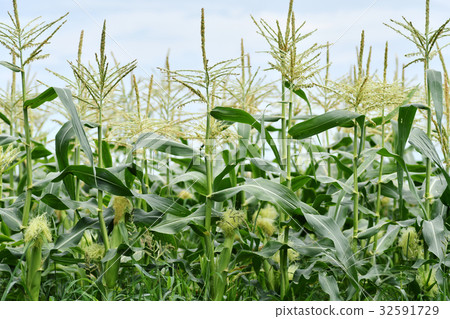 Corn field 32591729