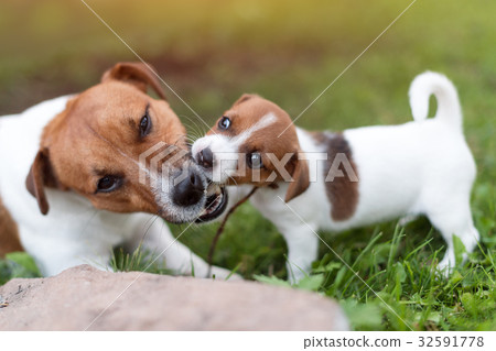 Jack russell dogs playing on grass meadow. Puppy Jack russell dogs playing on grass meadow. Puppy 32591778