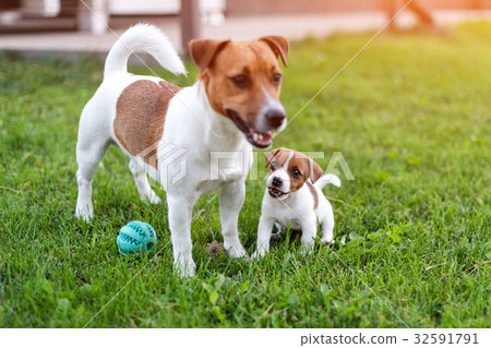 Jack russell dogs playing on grass meadow. Puppy Jack russell dogs playing on grass meadow. Puppy 32591791