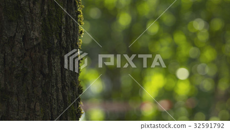 linden tree with blurred background linden tree with blurred background 32591792