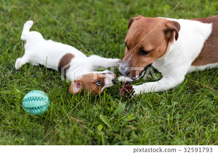 Jack russell dogs playing on grass meadow. Puppy Jack russell dogs playing on grass meadow. Puppy 32591793