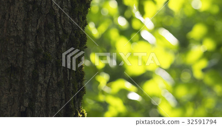 linden tree with blurred background linden tree with blurred background 32591794