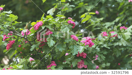 pink hawthorn flowers in summer day pink hawthorn flowers in summer day 32591796