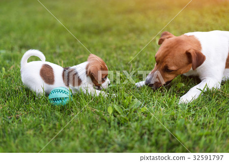 Jack russell dogs playing on grass meadow. Puppy Jack russell dogs playing on grass meadow. Puppy 32591797