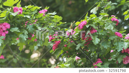 pink hawthorn flowers in summer day pink hawthorn flowers in summer day 32591798