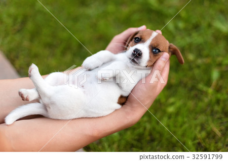 Man holding cute puppy Jack Russel in hands. Man holding cute puppy Jack Russel in hands. 32591799