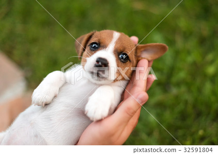 Man holding cute puppy Jack Russel in hands. Man holding cute puppy Jack Russel in hands. 32591804