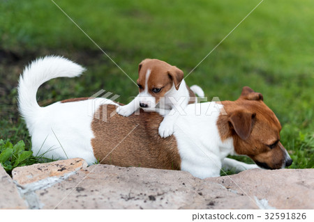 Jack russell dogs playing on grass meadow. Puppy Jack russell dogs playing on grass meadow. Puppy 32591826