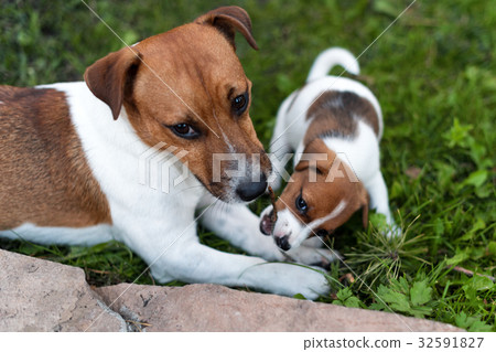 Jack russell dogs playing on grass meadow. Puppy Jack russell dogs playing on grass meadow. Puppy 32591827