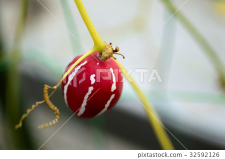 70155 sparrow 32592126