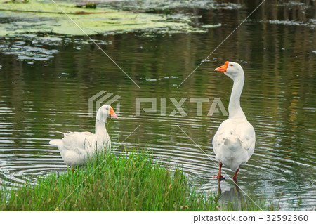 Pair of domestic geese on traditional farm 32592360